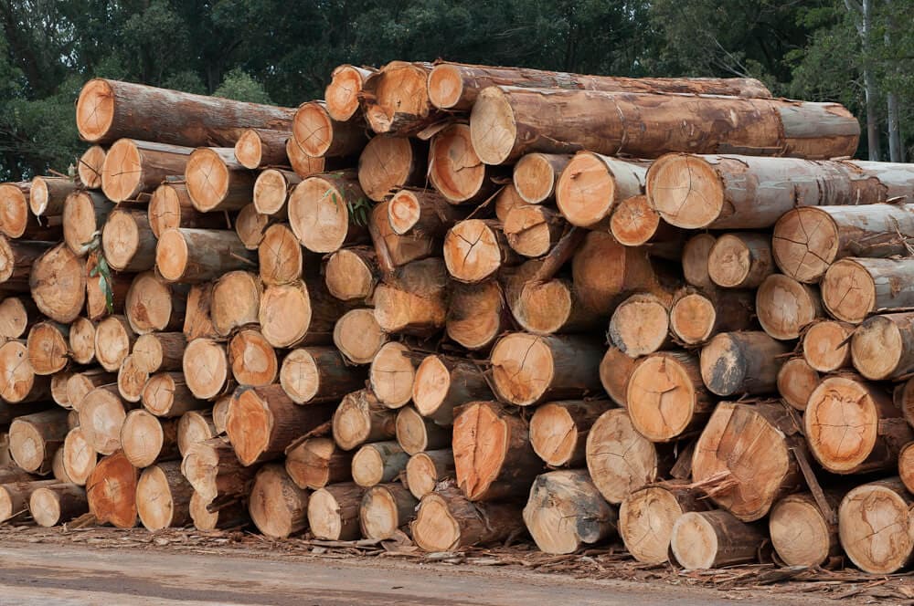 Eucalyptus Wood